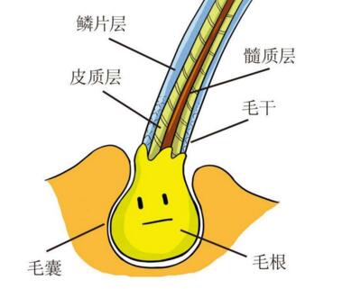 种头发的优点 解决秃顶的烦恼