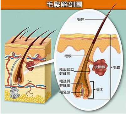 福州碧莲盛头发种植怎么样  效果好吗