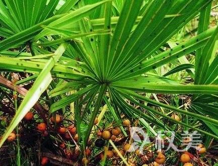 锯棕榈治疗脱发有效果吗 重庆东方鬓角种植多久见效