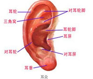 新疆华美国际做耳垂畸形整形的适应症
